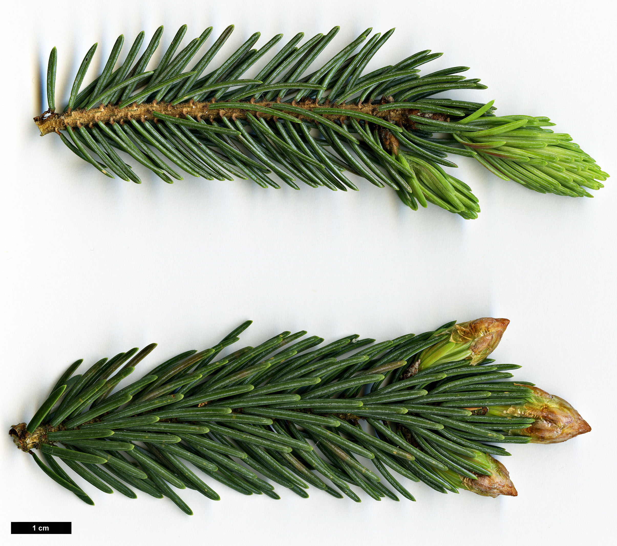 High resolution image: Family: Pinaceae - Genus: Picea - Taxon: likiangensis - SpeciesSub: var. rubescens